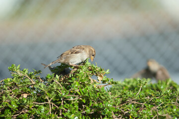 House sparrow Passer domesticus. Female feeding. Auckland. North Island. New Zealand.