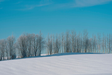 Trees on the edge zone of a field in winter.