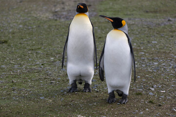 Fototapeta premium South Georgia group of king penguins on a sunny winter day 