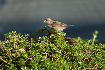 House sparrow Passer domesticus. Female feeding. Auckland. North Island. New Zealand.