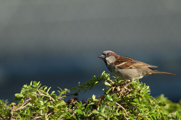 Male house sparrow Passer domesticus. Auckland. North Island. New Zealand.