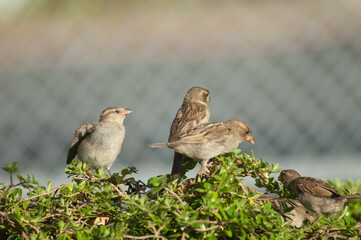 House sparrow Passer domesticus squeaking for food to its mother. Auckland. North Island. New Zealand.