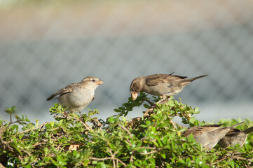 House sparrow Passer domesticus squeaking for food to its mother. Auckland. North Island. New Zealand.
