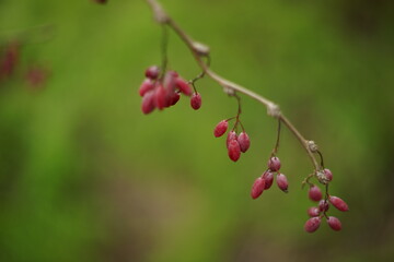 barberry branch with ripe pink berries on green blurred background.
