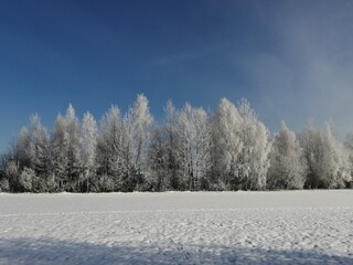 snow covered trees