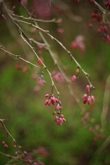 barberry bush with ripe pink berries grow in the garden on green blurred background.