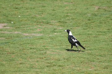 Australian magpie Gymnorhina tibicen. Auckland. North Island. New Zealand.
