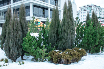 Cultivation of coniferous cypresses, thuja, junipers in the Siberian city of Krasnoyarsk. A bed of conifers.