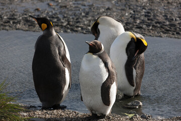 Fototapeta premium South Georgia group of king penguins on a sunny winter day 