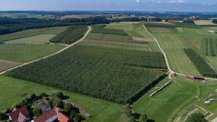 Hopfen, Hopfengarten