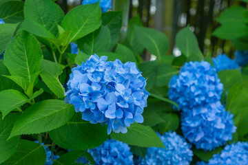 青色のアジサイ