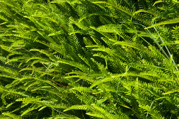 Fishbone ferns Nephrolepis cordifolia. Introduced plant. Mount Eden. Auckland. North Island. New Zealand.