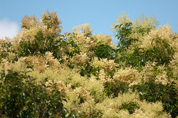 New Zealand laurel Corynocarpus laevigata in flower. Mount Eden. Auckland. North Island. New Zealand.