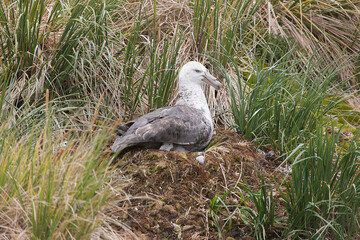 South Georgia seagull on the ground close up on a cloudy winter day 