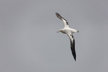 South Georgia albatross in flight close up on a cloudy winter day 