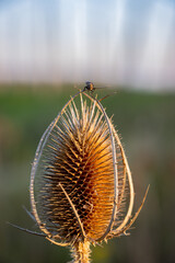 Distel