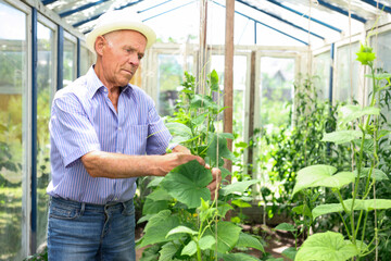Obraz premium Farmer caring for cucumber sprouts in a greenhouse