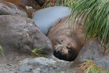 South Georgia sea lion close up on a cloudy winter day 