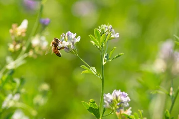 Küchenrückwand glas motiv Honey bee pollinates alfalfa flower on natural background © Bettapoggi