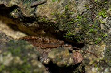 Cockroach hidden in a crack. Mount Eden. Auckland. North Island. New Zealand.