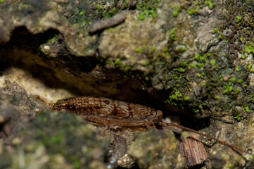 Cockroach hidden in a crack. Mount Eden. Auckland. North Island. New Zealand.