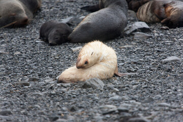 South Georgia white sea lion on a cloudy winter day