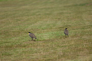 Spur winged plovers Vanellus miles novaehollandiae. Auckland. North Island. New Zealand.