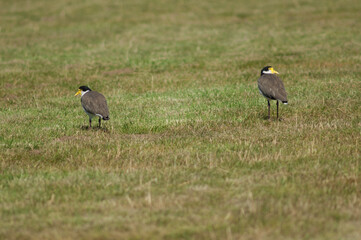 Spur winged plovers Vanellus miles novaehollandiae. Auckland. North Island. New Zealand.