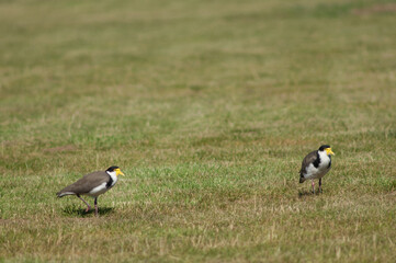 Spur winged plovers Vanellus miles novaehollandiae. Auckland. North Island. New Zealand.