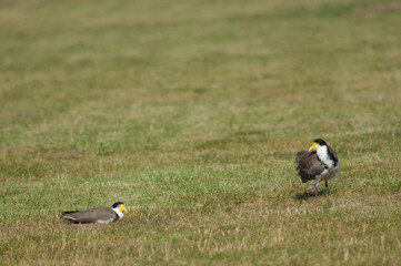 Spur winged plovers Vanellus miles novaehollandiae. Auckland. North Island. New Zealand.