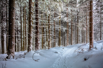A path through a magical winter forest, Stony Mountains, Poland