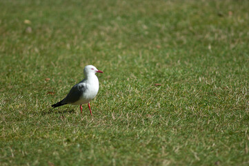 Red-billed gull Larus novaehollandiae scopulinus. Auckland Domain. Auckland. North Island. New Zealand.