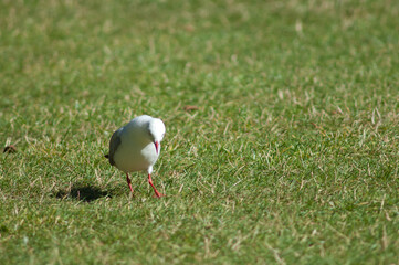 Red billed gull Larus novaehollandiae scopulinus searching for food. Auckland Domain. Auckland....