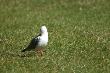 Red billed gull Larus novaehollandiae scopulinus preening. Auckland Domain. Auckland. North Island. New Zealand.