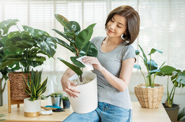 Portrait of asian beautiful woman hands holding green leaf plant pot. Hispanic girl in gray t-shirt...