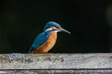 Zimorodek , ptaki polskie , kingfisher