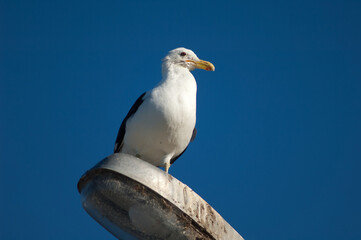 Black-backed gull Larus dominicanus perched on a street lamp. Clifton. North Island. New Zealand.