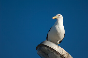 Black-backed gull Larus dominicanus perched on a street lamp. Clifton. North Island. New Zealand.