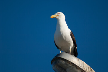 Black-backed gull Larus dominicanus perched on a street lamp. Clifton. North Island. New Zealand.