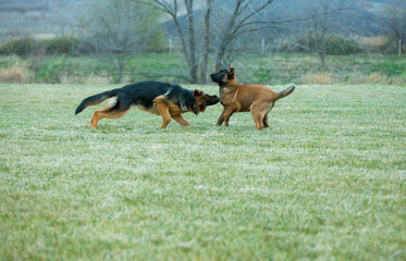 german shepherd and belgian shepherd malinua playin and running
