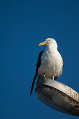 Black-backed gull Larus dominicanus perched on a street lamp. Clifton. North Island. New Zealand.
