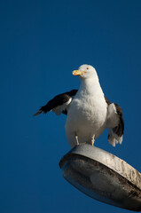 Southern black backed gull Larus dominicanus shaking its plumage on a street lamp. Clifton. North Island. New Zealand.