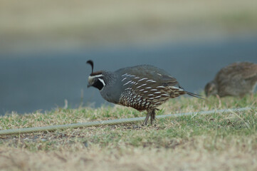 California quail Callipepla californica. Adult male. Clifton. North Island. New Zealand.
