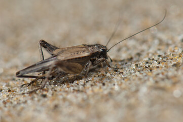 Small field cricket Bobilla sp. Female. Cape Kidnappers Gannet Reserve. North Island. New Zealand.