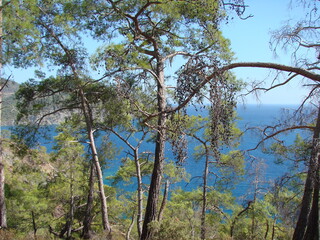 Fototapeta premium View from the thickets of the mountain forest on the blue infinity of the Mediterranean Sea, which connects with the sunny sky on the horizon.