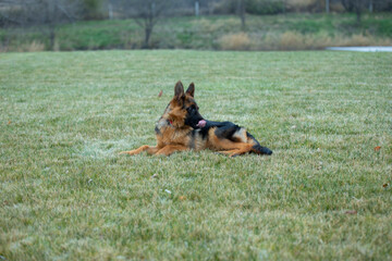German shepherd от green grass