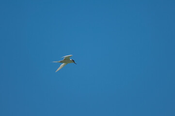 White-fronted tern Sterna striata in flight. Cape Kidnappers Gannet Reserve. North Island. New Zealand.