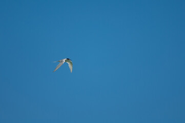 White-fronted tern Sterna striata in flight. Cape Kidnappers Gannet Reserve. North Island. New Zealand.