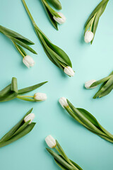 Spring floral composition made with fresh white tulips and petals on pastel blue background. Creative blossom or love layout. Flat lay, top view, copy space.