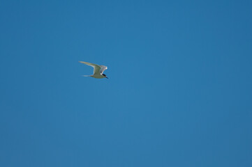 White-fronted tern Sterna striata in flight. Cape Kidnappers Gannet Reserve. North Island. New Zealand.